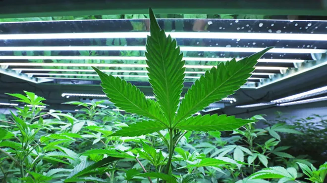 The History of Cannabis in New Jersey: From Prohibition to Legalization